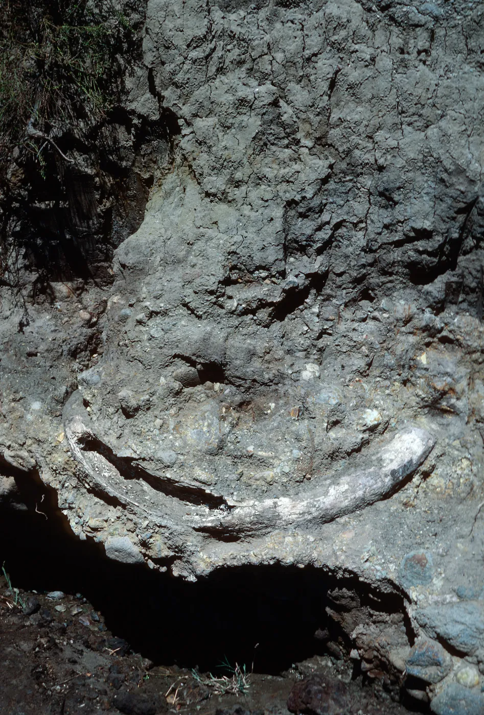 mammoth tusk, upstream from Christy Ranch, Santa Cruz Island