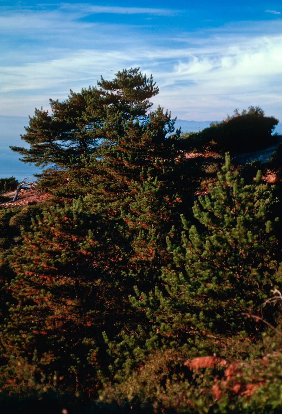 China Pines, Santa Cruz Island