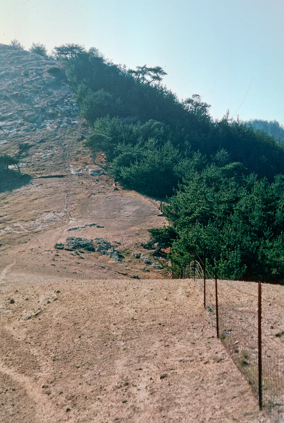 sheep damage, looking toward ragged mountain ridge from near upper Sauces Road, Santa Cruz Island