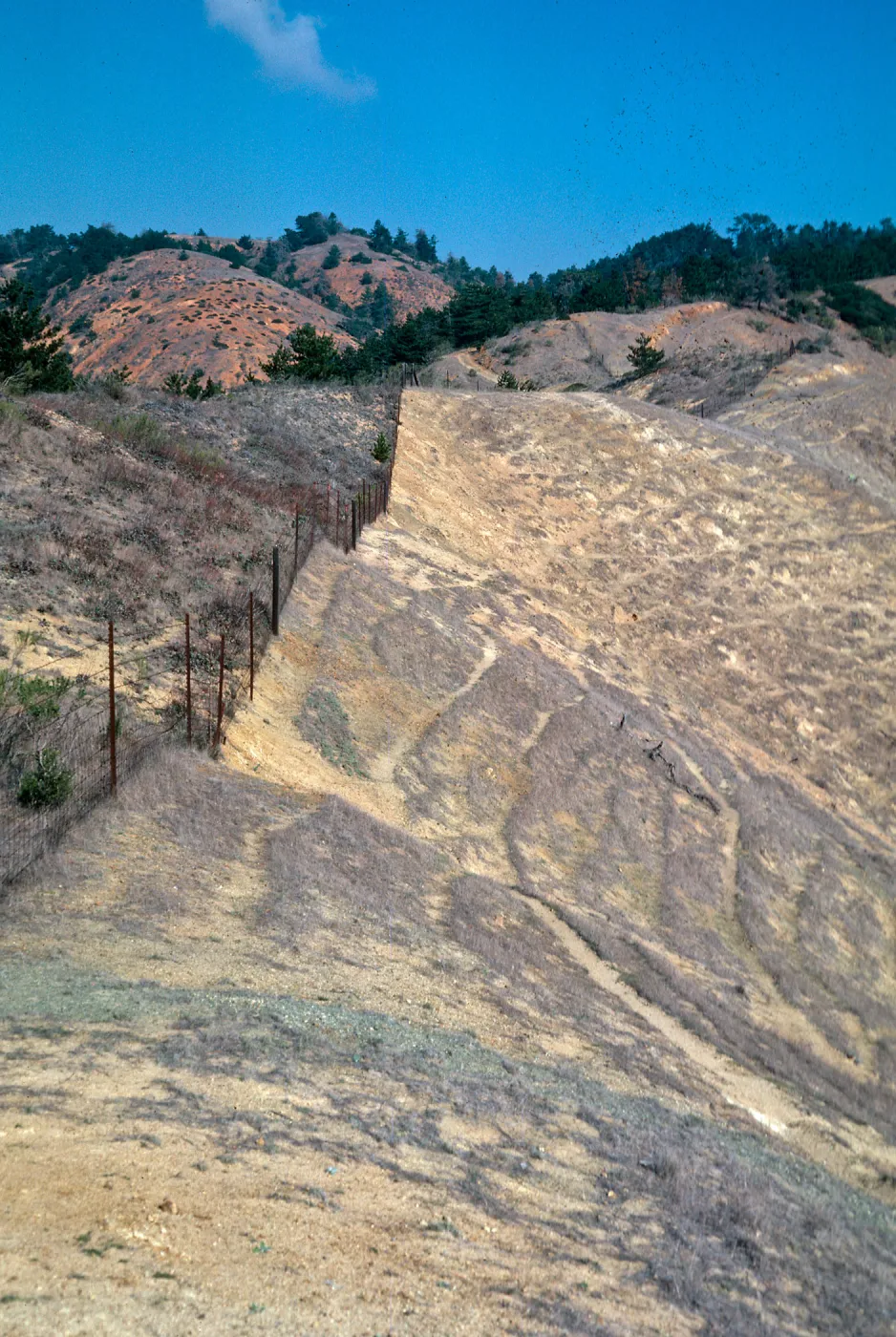 sheep damage, upper Laguna - upper sauces Road, Santa Cruz Island
