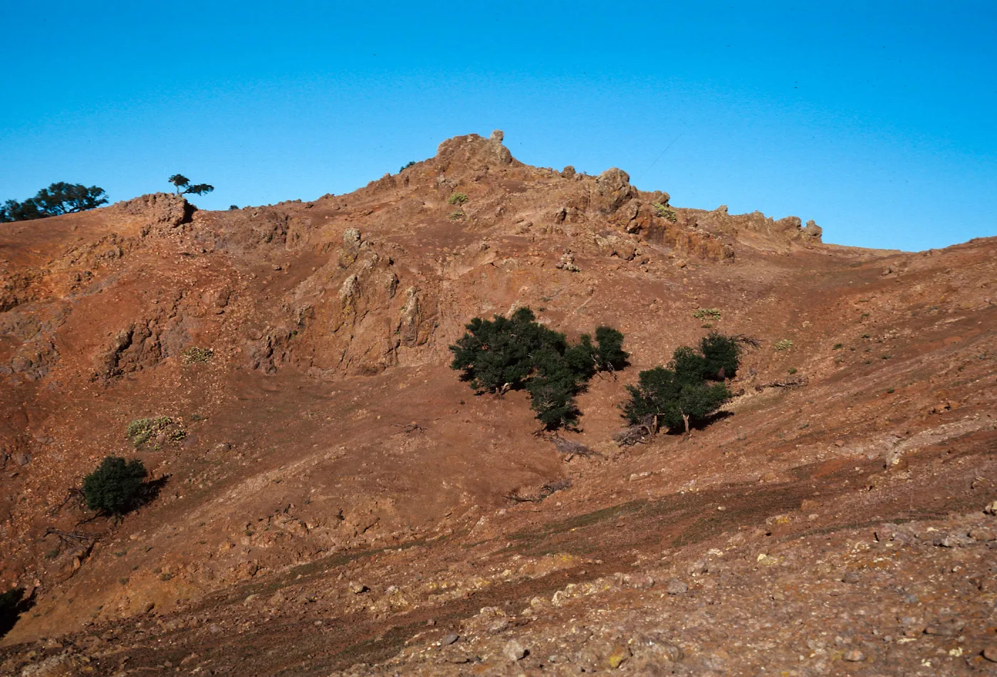 sheep damage between Picacho Diablo & Laguinitas Secas, Santa Cruz Island