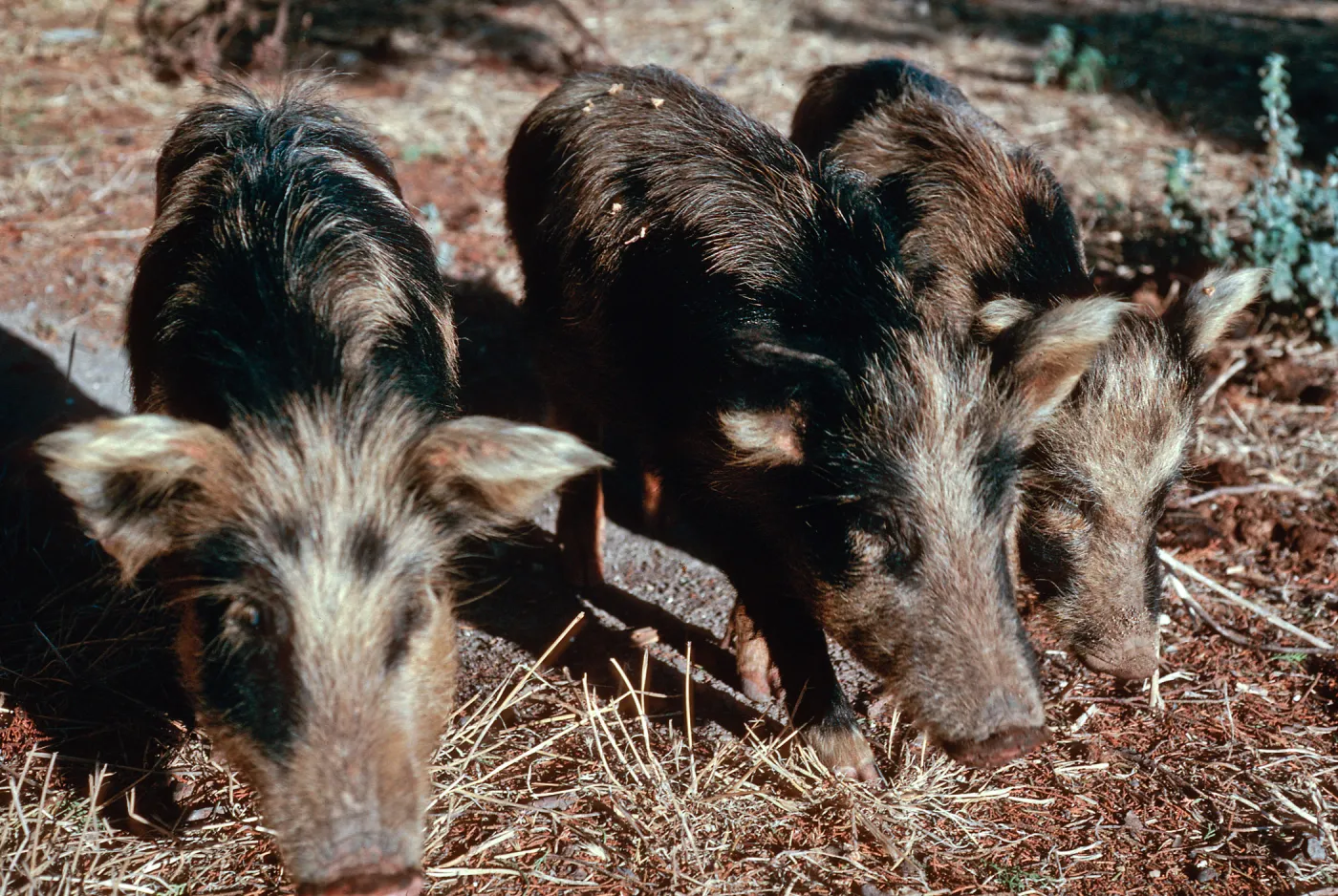 pigs, Scorpion Ranch, Santa Cruz Island