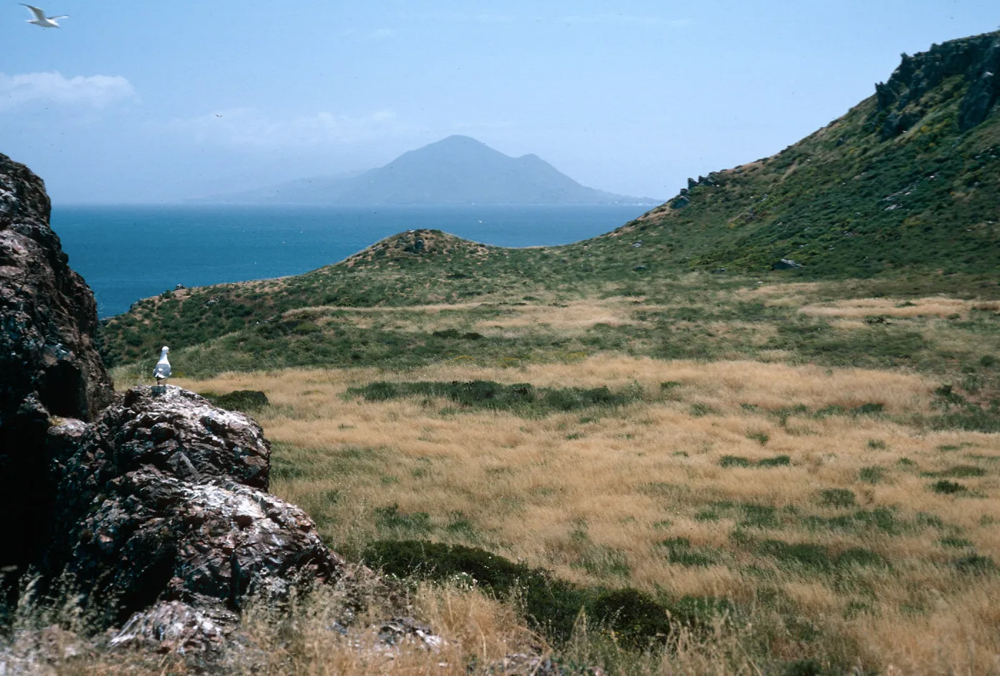 grassland - North part of South island, Punta Banda in background, Todos Santos Island