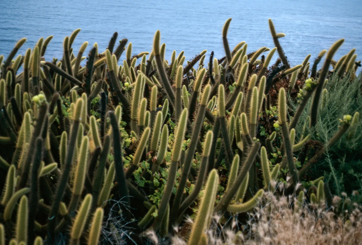 Bergerocactus, West side, South island, Todos Santos Island