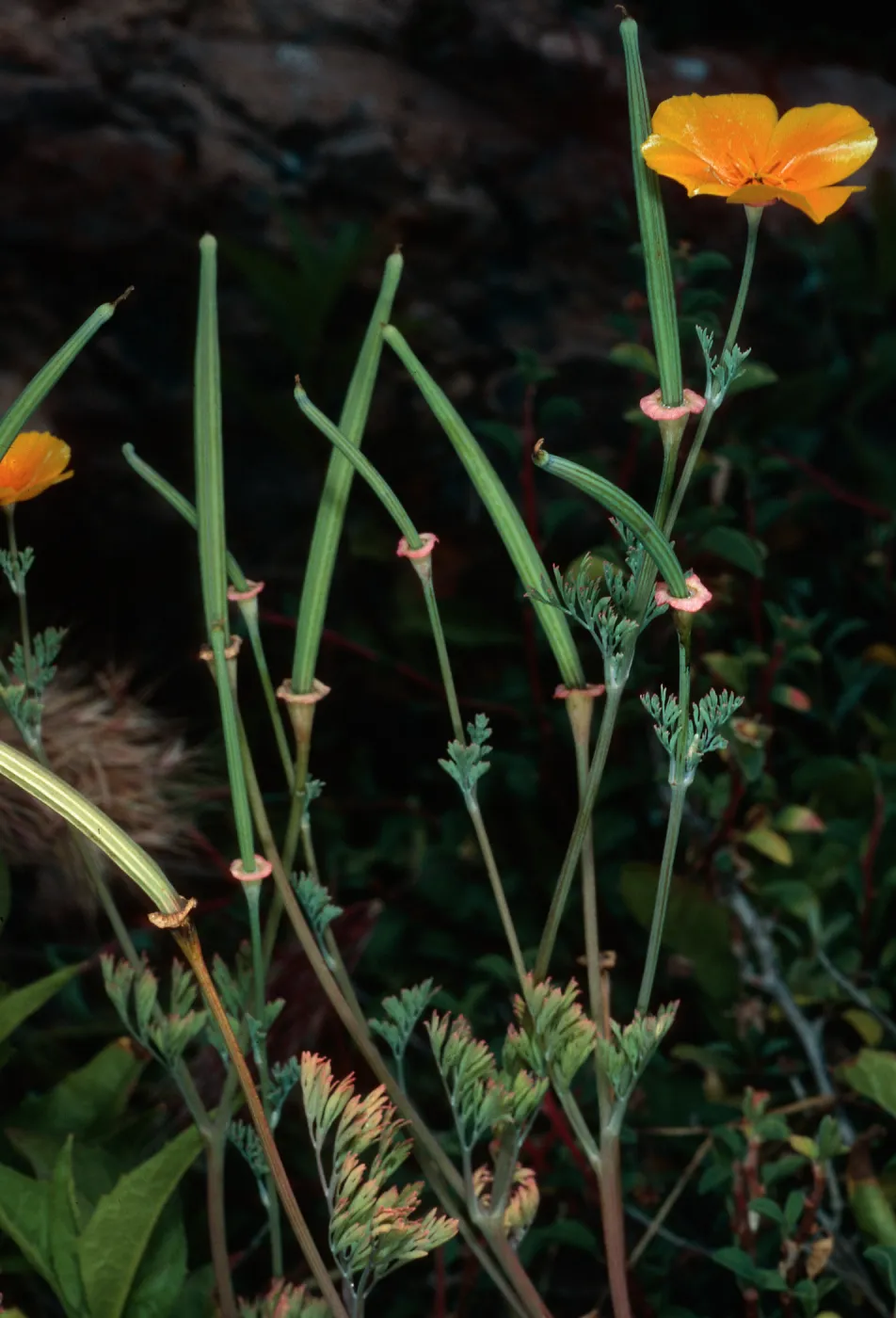 Eschscholzia californica, South Todos Santos Island