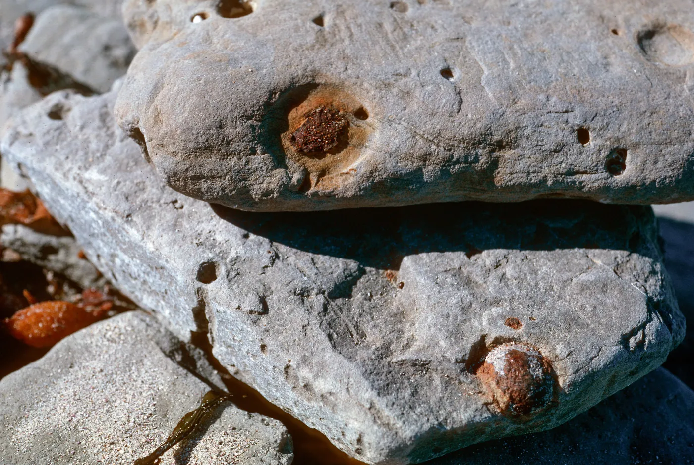 Magil stones eroding out of sandstone, Red Eye Beach, San Nicolas Island