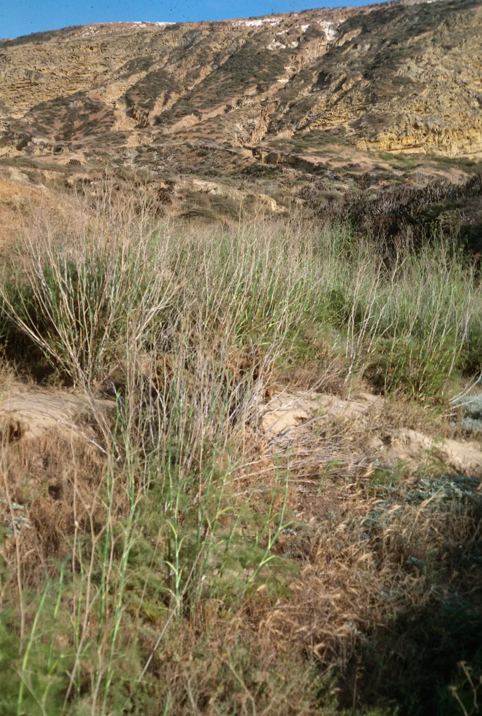 Foeniculum, North shore, Beach Road, San Nicolas Island