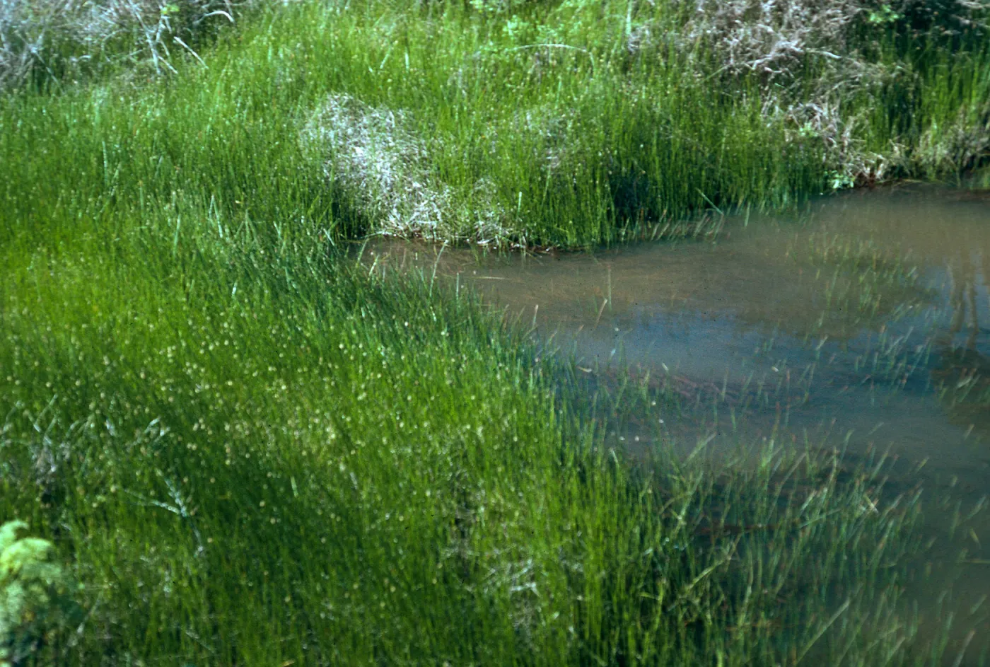 vernal pool, just West of airfield, San Nicolas Island