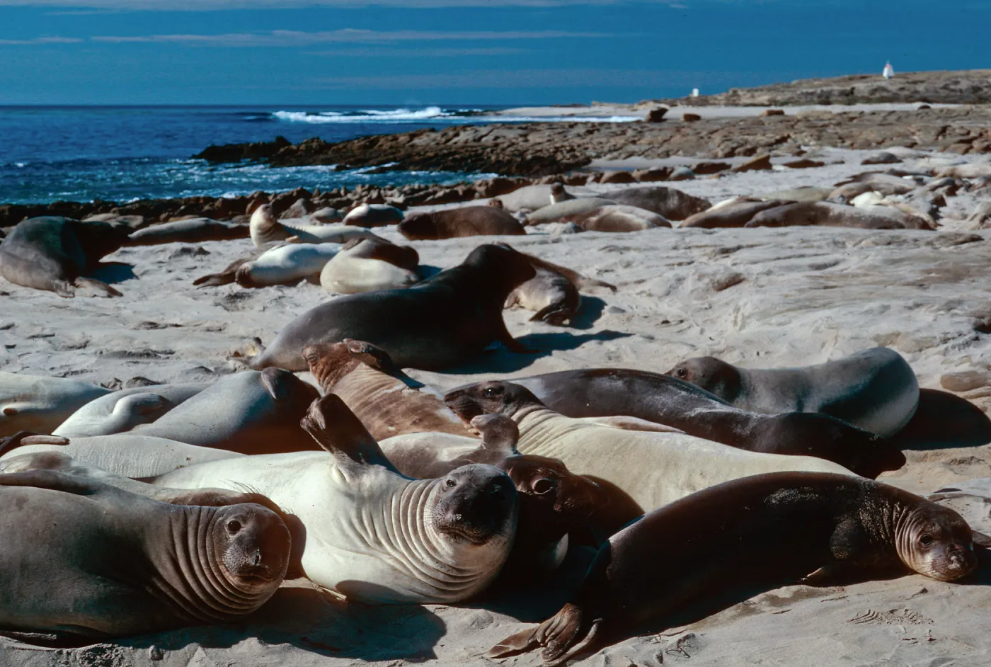 Elephant seals, west of Daytona Beach, San Nicolas Island