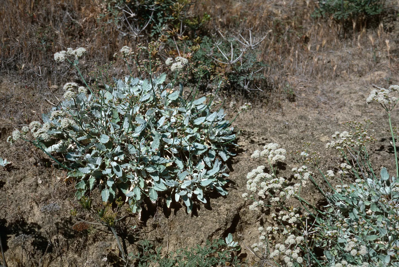 Eriogonum grand timorum, slopes above Daytona Beach, San Nicolas Island