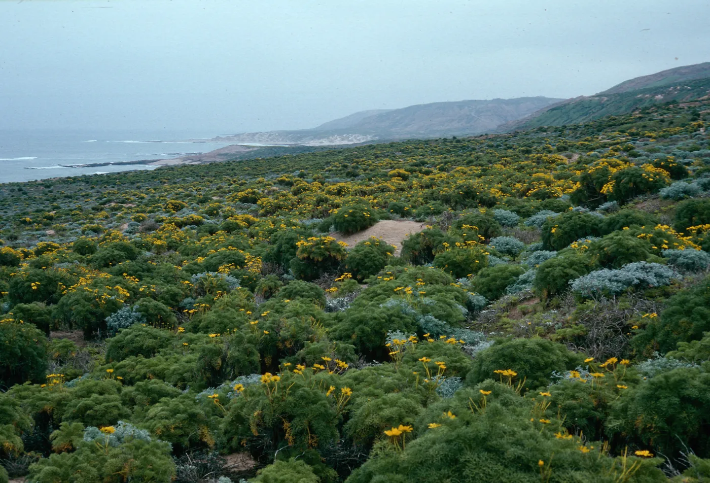 Coreopsis, north side, east of Corral Harbor, San Nicolas Island