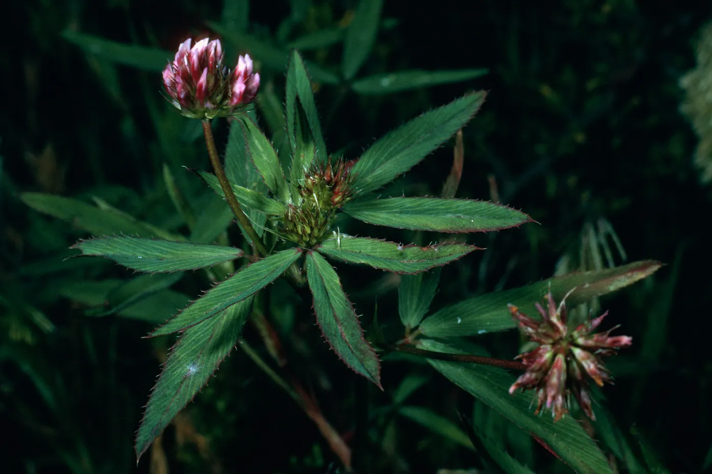 Trifolium palmeri, NE coastal flats, San Nicolas Island