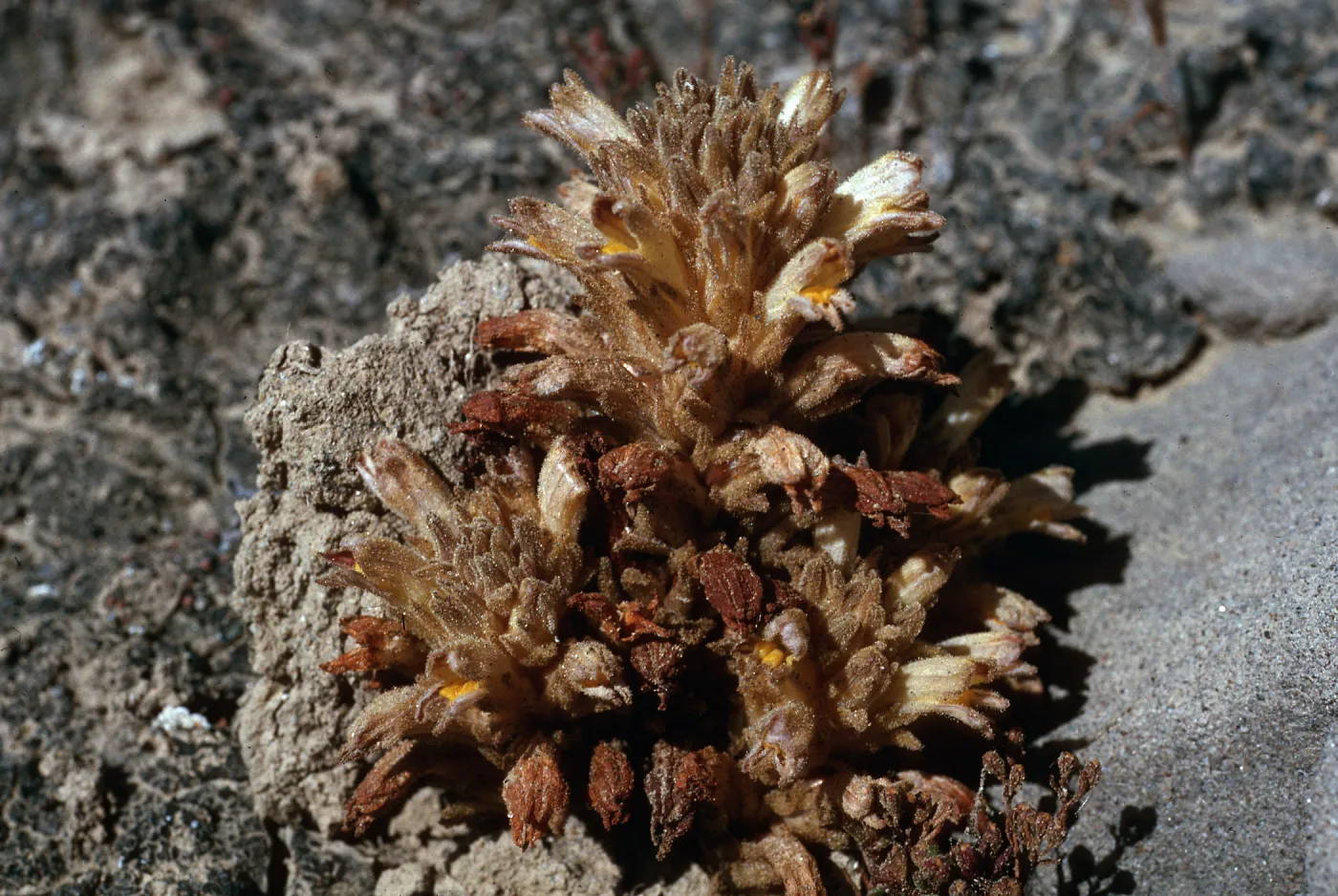 Orobanche parishii brachyloba, SN-1124, west of Live-forever Canyon, San Nicolas Island