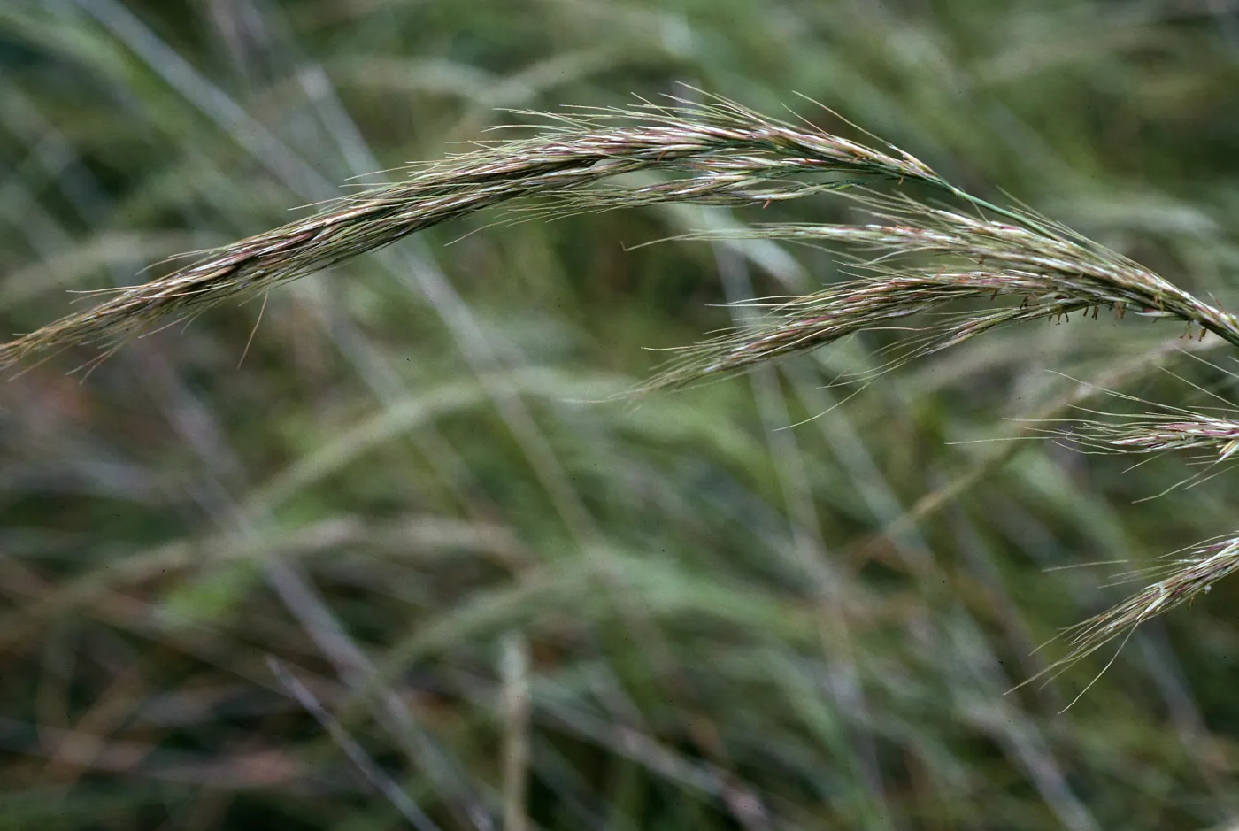 Stipa diegoensis, north escarpment, just east of â€˜L' Canyon, San Nicolas Island