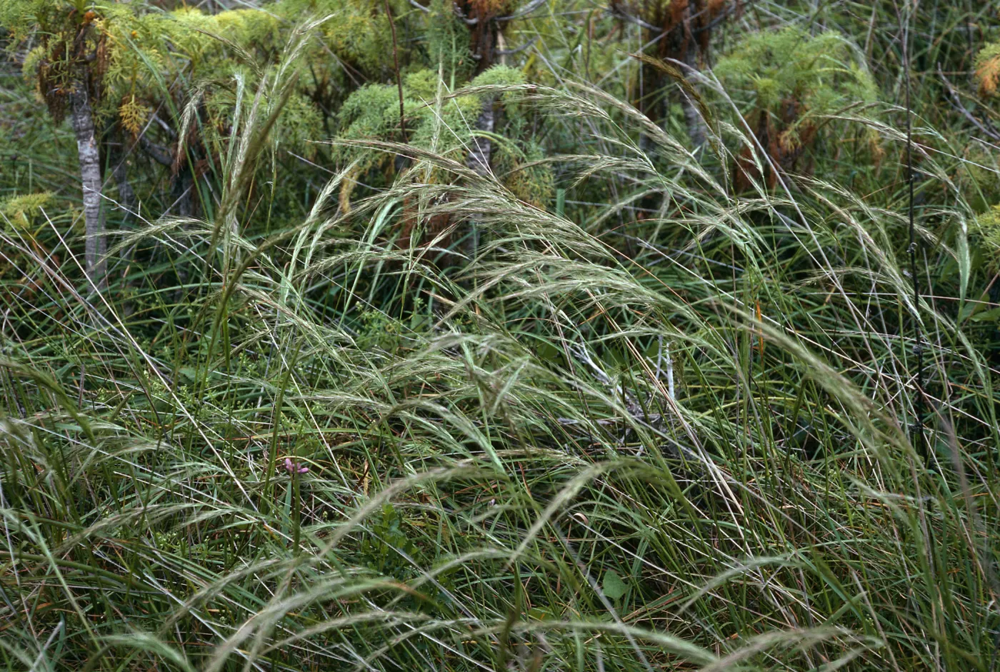 Stipa diegoensis, north escarpment, just east of â€˜L' Canyon, San Nicolas Island