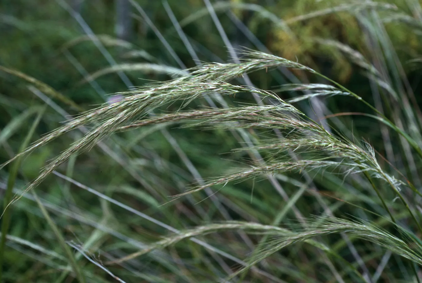 Stipa diegoensis, north escarpment, just east of â€˜L' Canyon, San Nicolas Island