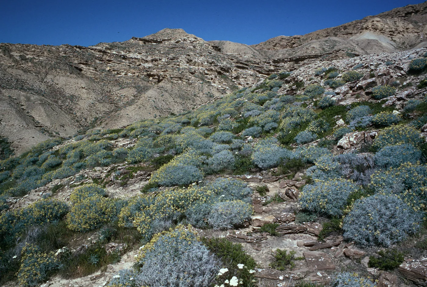Astragalus, south side east of Desert Fan Canyon, San Nicolas Island