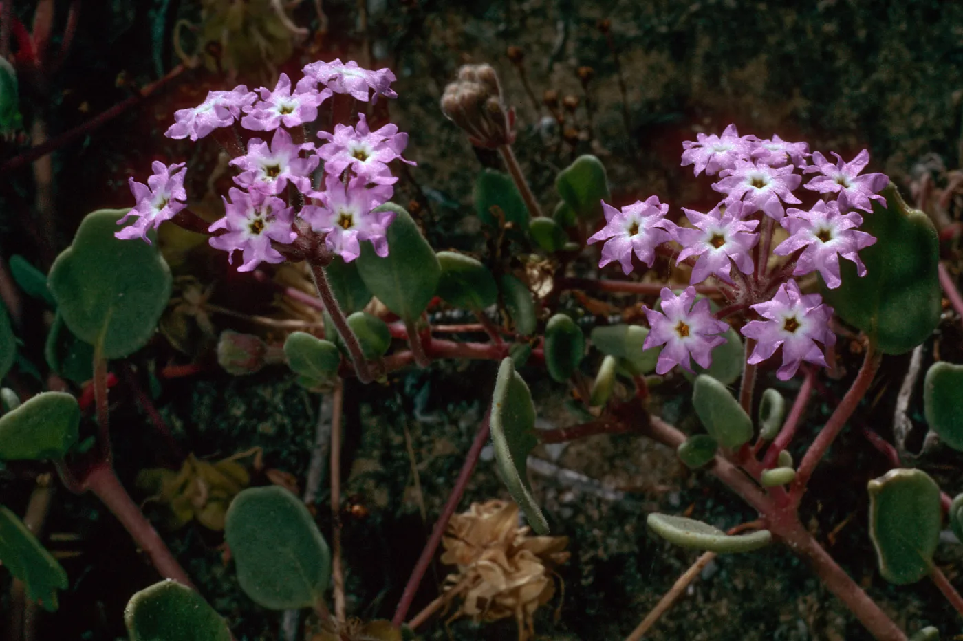 Abronia umbellata, near Cattail Canyon, San Nicolas Island