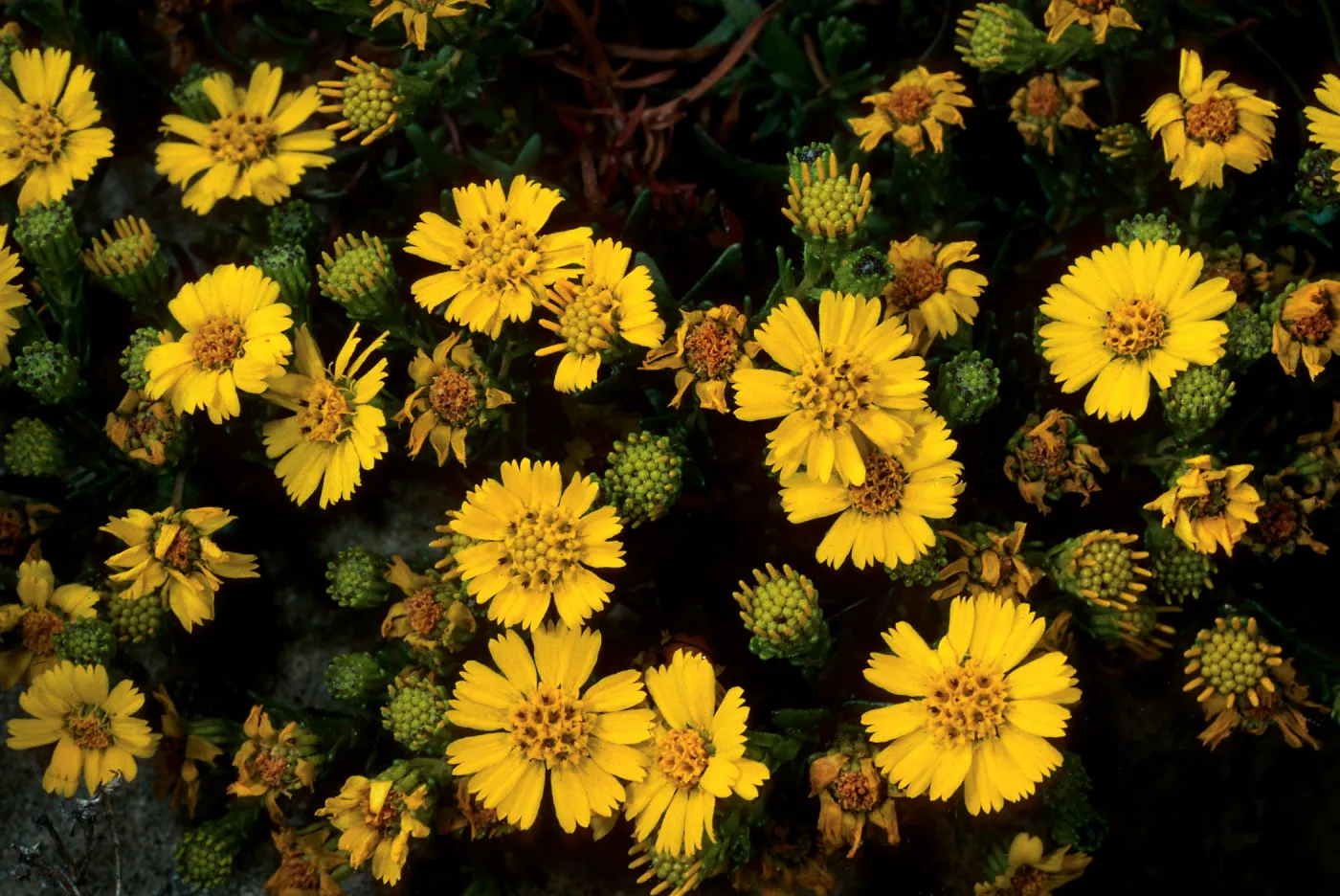 Hemizonia clementina, base of Navfac Grade, San Nicolas Island