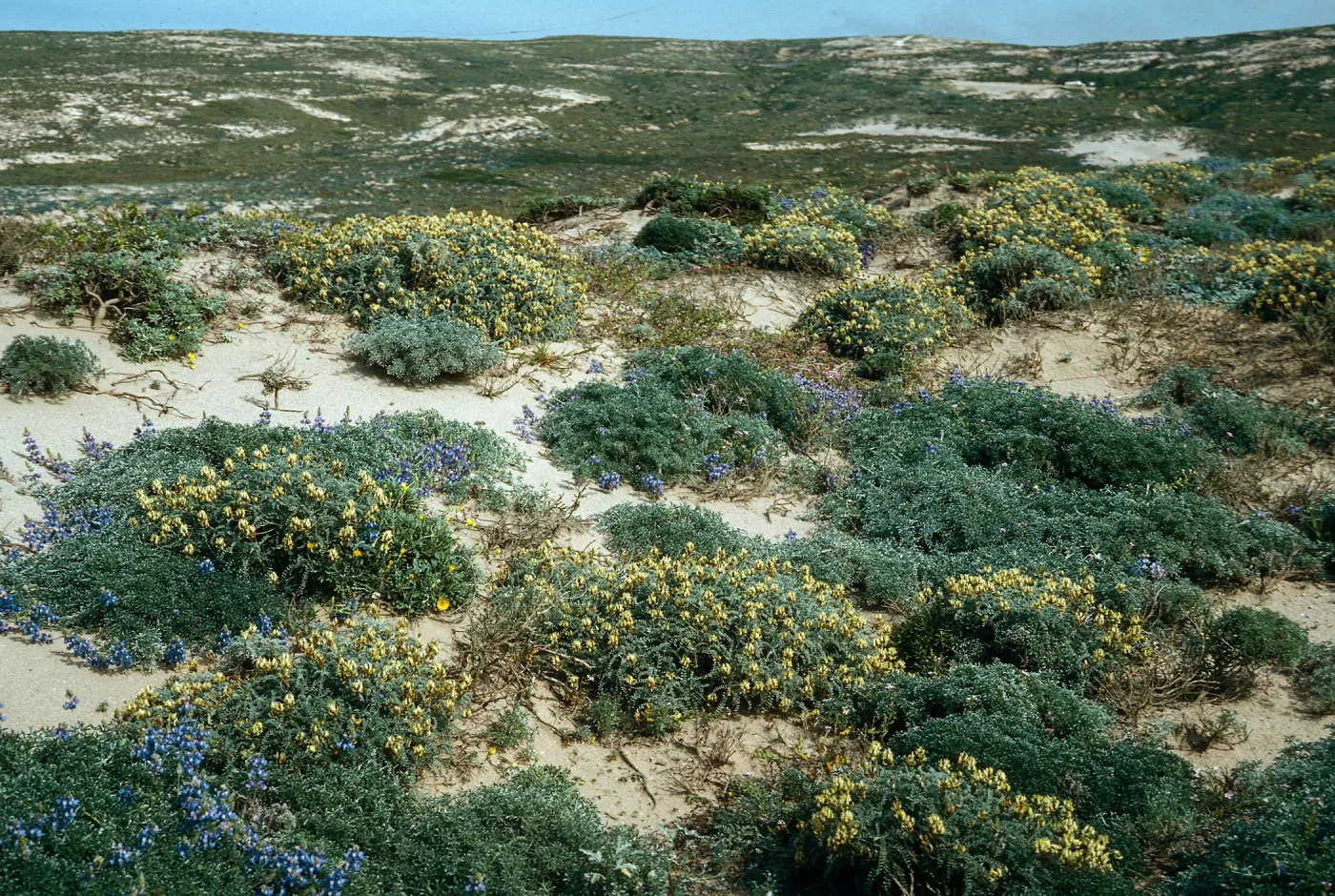 Astragalus traskiae, near Red Eye Beach, San Nicolas Island