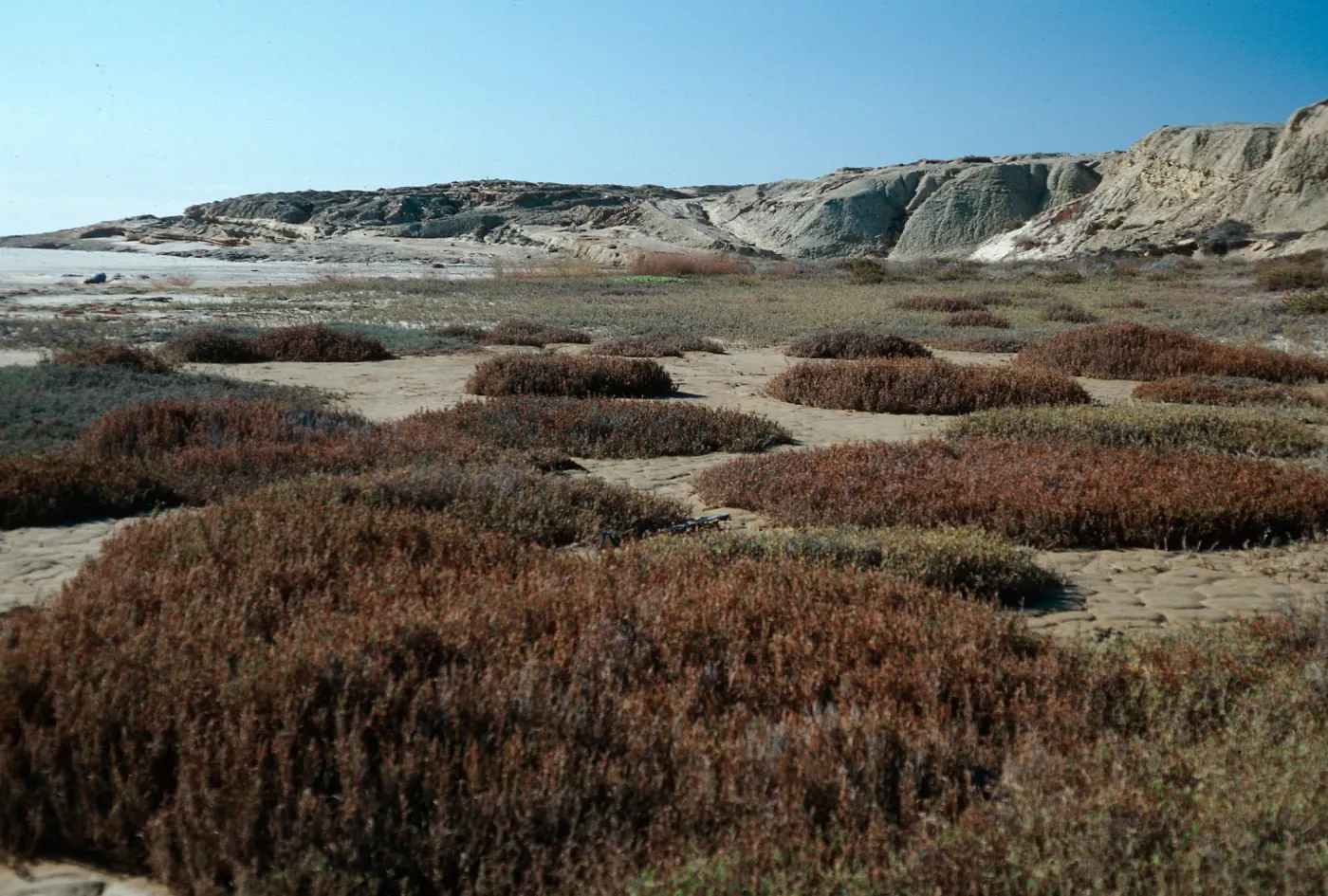 Salicornia, at sand spit, San Nicolas Island