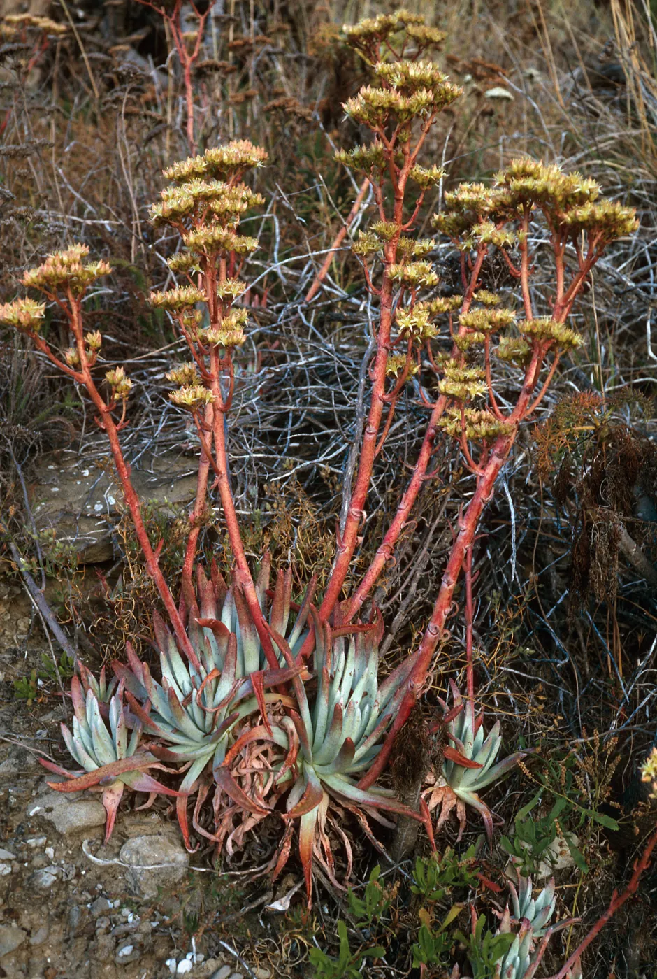 Dudleya virens, Live-forever Canyon, San Nicolas Island
