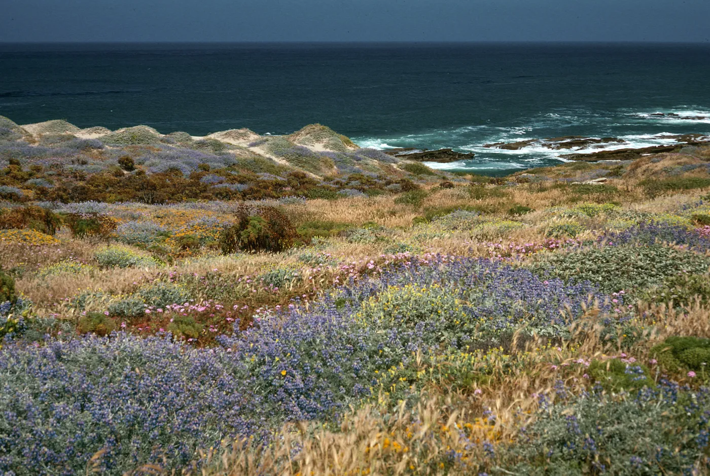 Coastal scrub, Lupinus (Lupine), Coreopsis, Abronia (Sand Verbena), west of Corral Harbor, San Nicolas Island