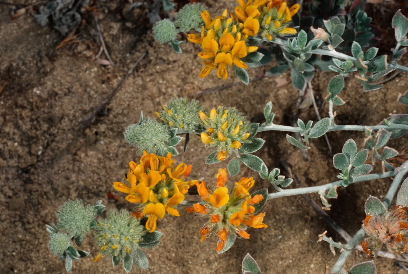 Lotus argophyllus, SW part of island, San Nicolas Island
