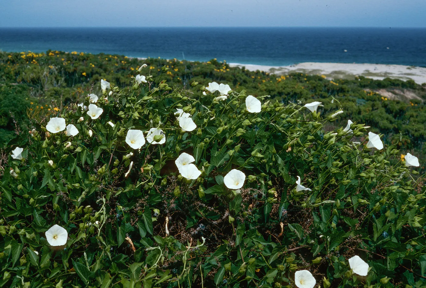 Calystegia macrostegia amplissima, NE coastal terrace, San Nicolas Island