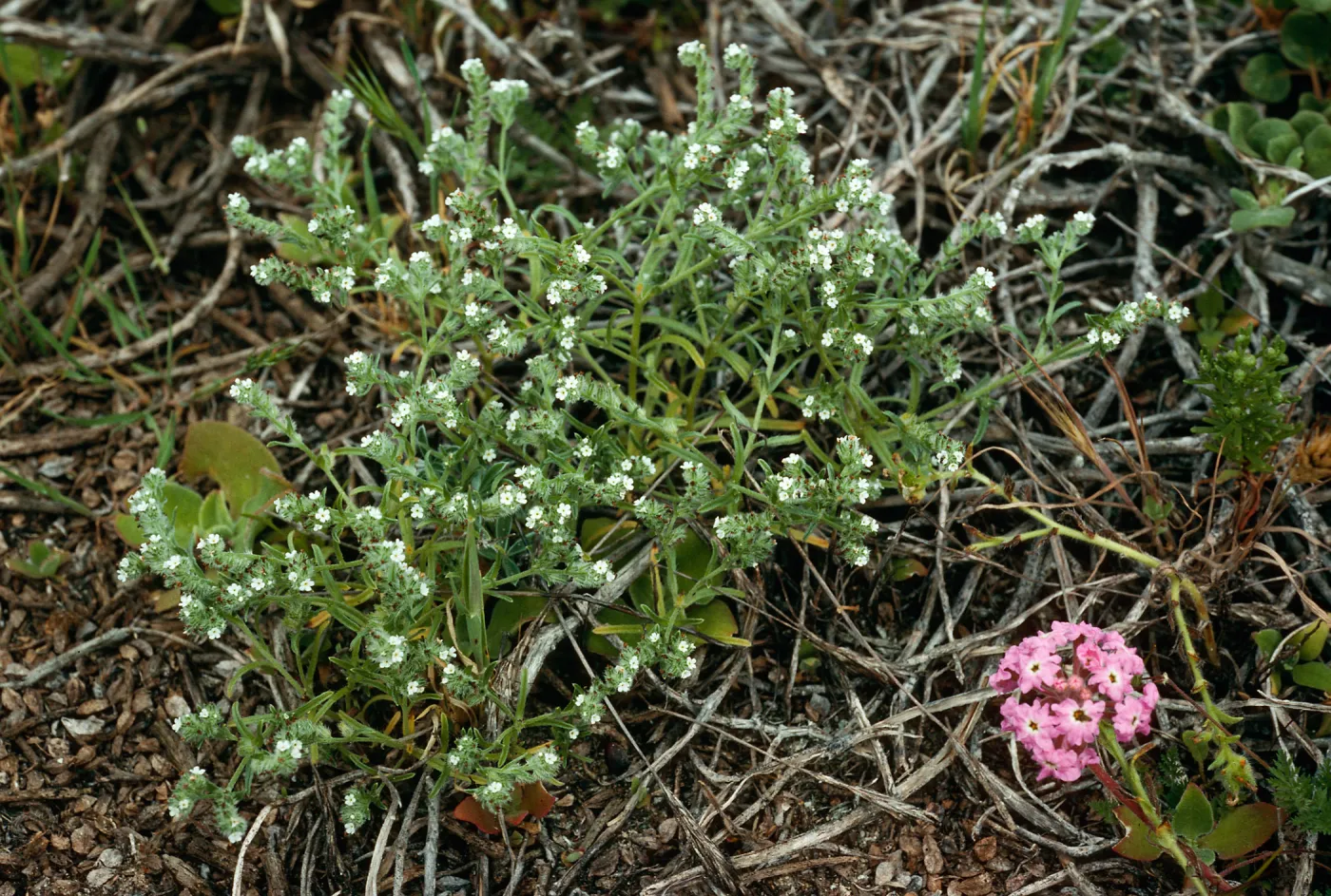 Cryptantha traskiae,Tender Beach, San Nicolas Island