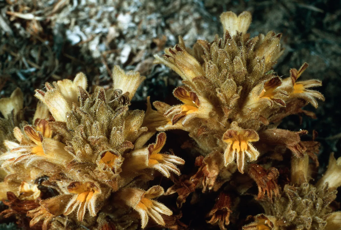 Orobanche parishii brachyloba, near Cattail Canyon, San Nicolas Island