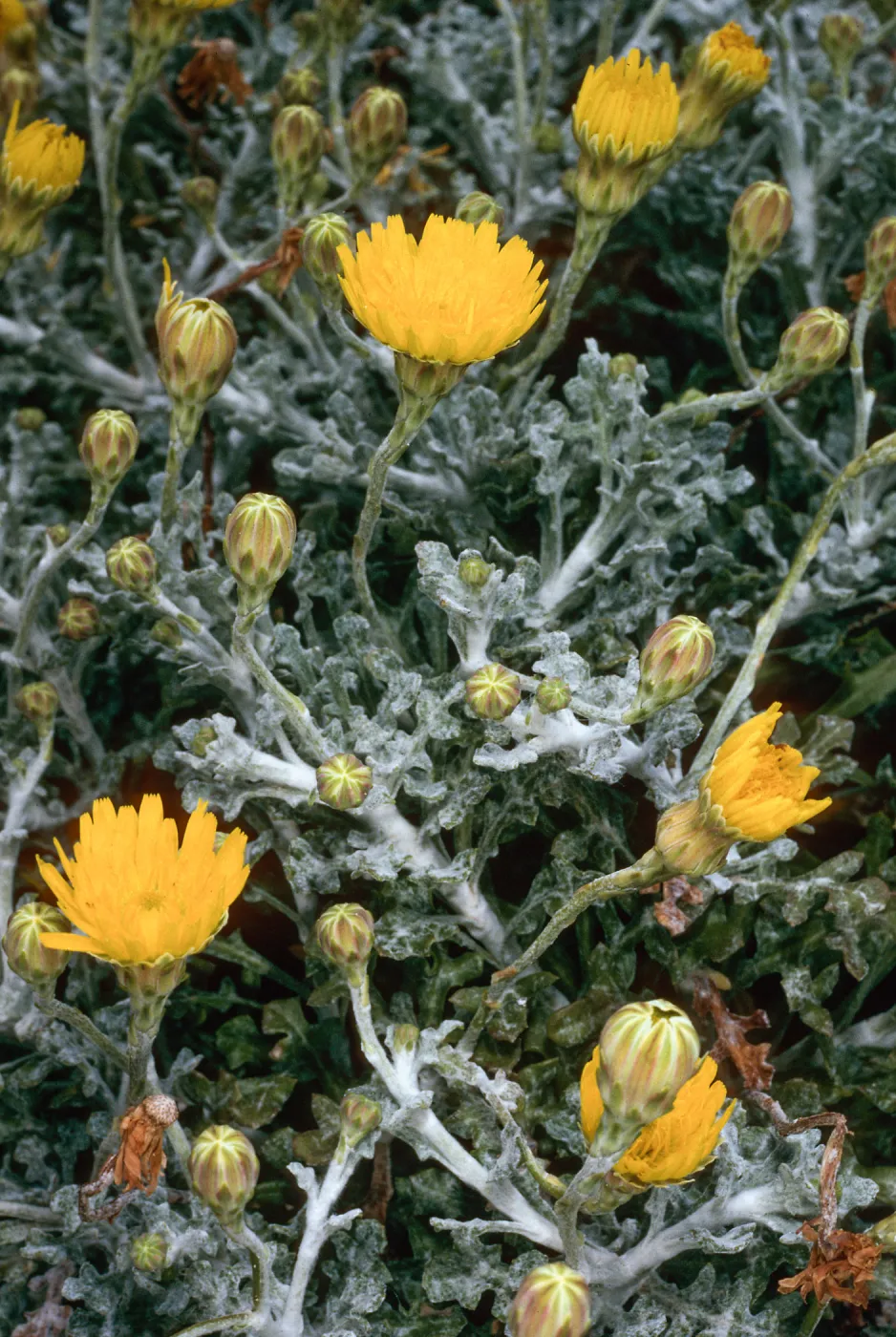 Malacothrix incana, North range marker poles, San Nicolas Island