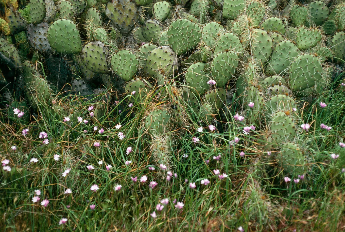 Opuntia oricola, Dichelostemma, Northeast coastal flats, San Nicolas Island