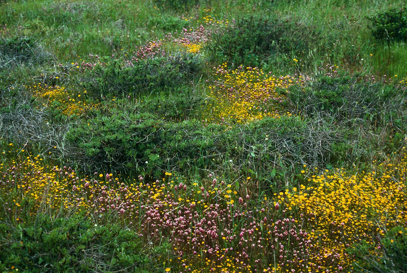Orthocarpus, Lasthenia, Mesa, just Southwest of airfield, San Nicolas Island