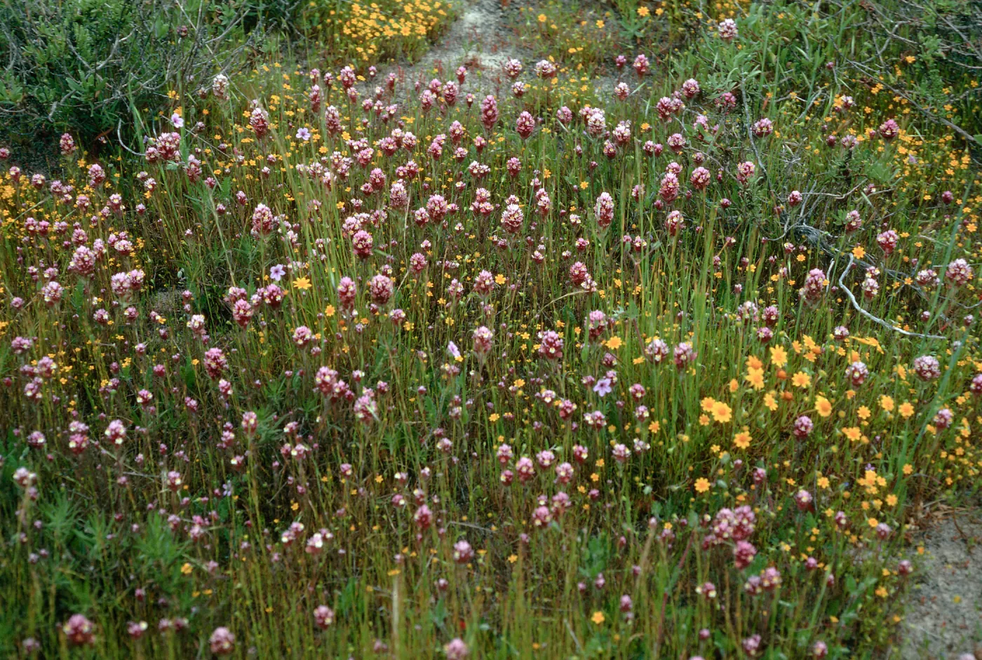 Orthocarpus, Lasthenia, Mesa, just Southwest of airfield, San Nicolas Island