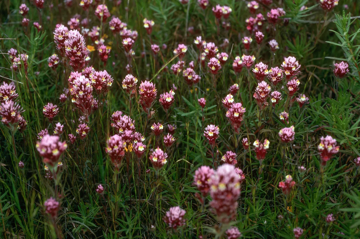 Orthocarpus, Mesa, just Southwest of airfield, San Nicolas Island