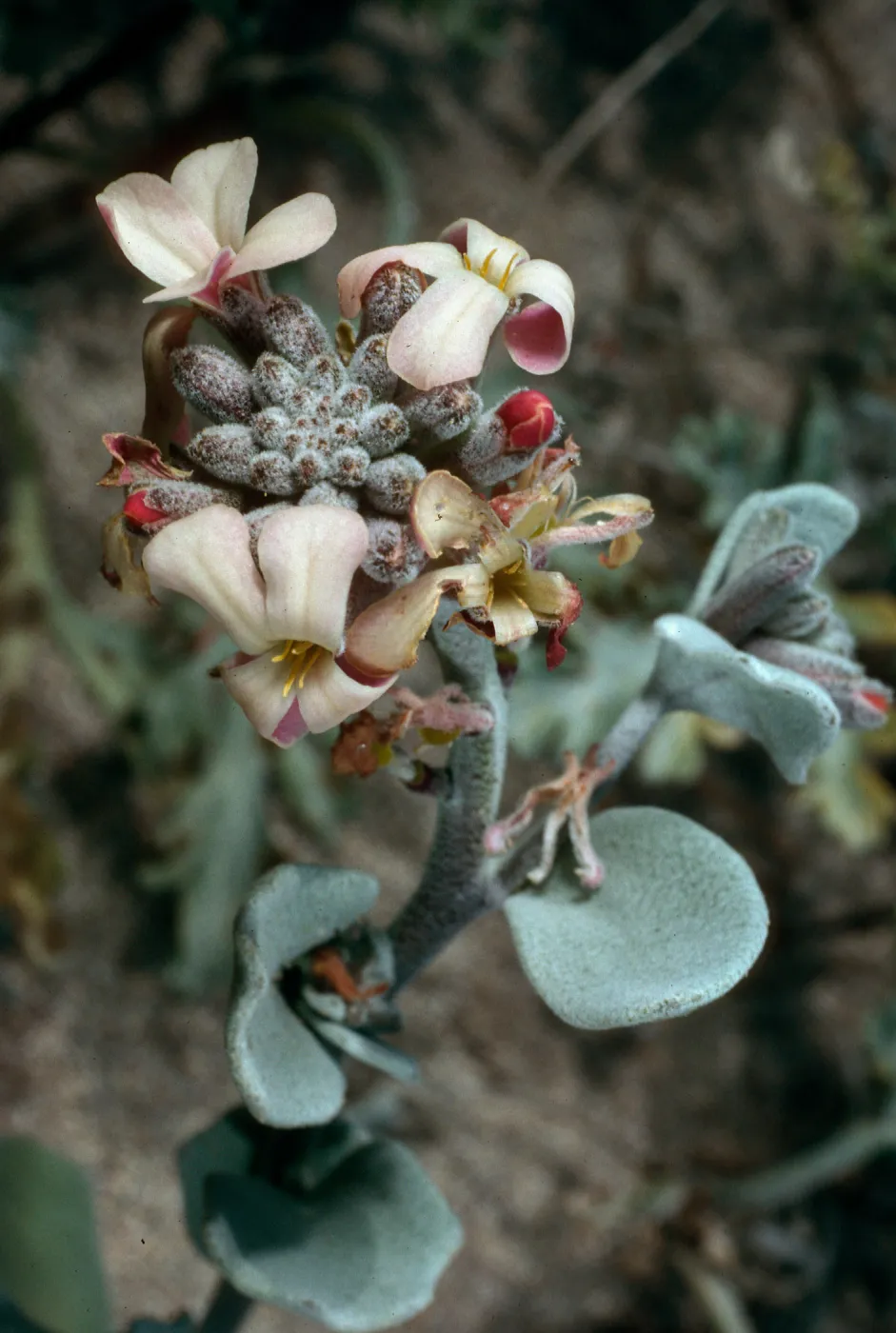 Dithyrea maritima, Vizcaino peninsula, San Nicolas Island