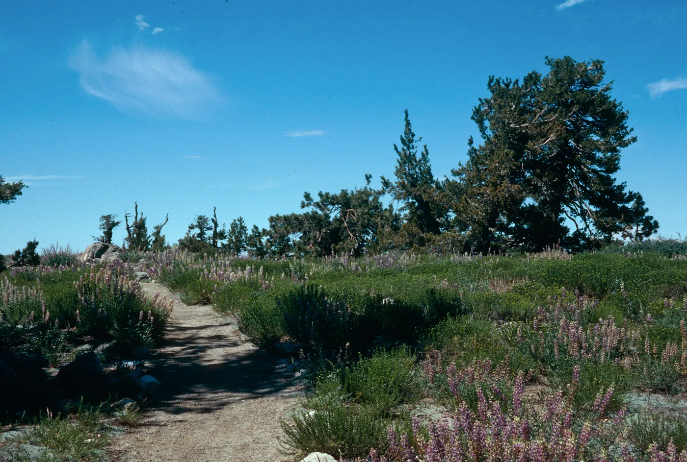 Mt. Pinos