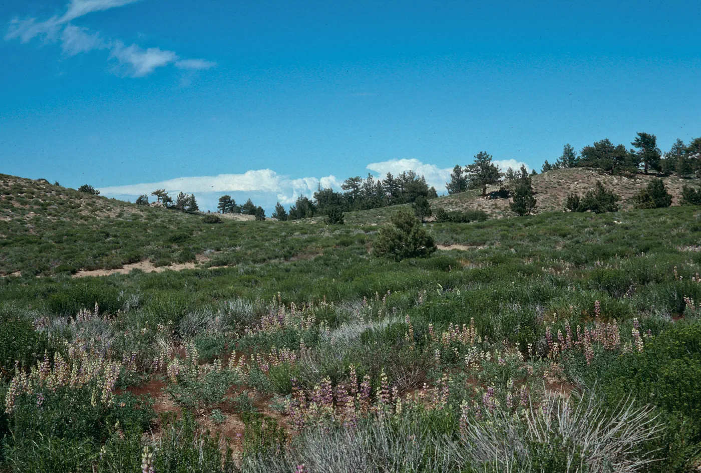 Mt. Pinos