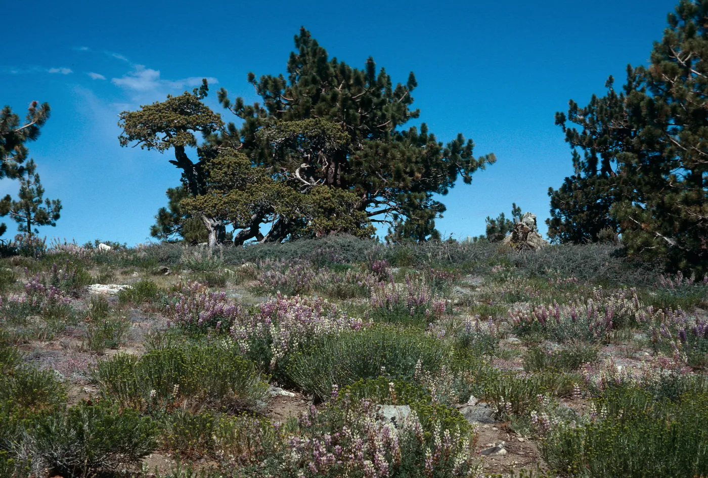 Mt. Pinos