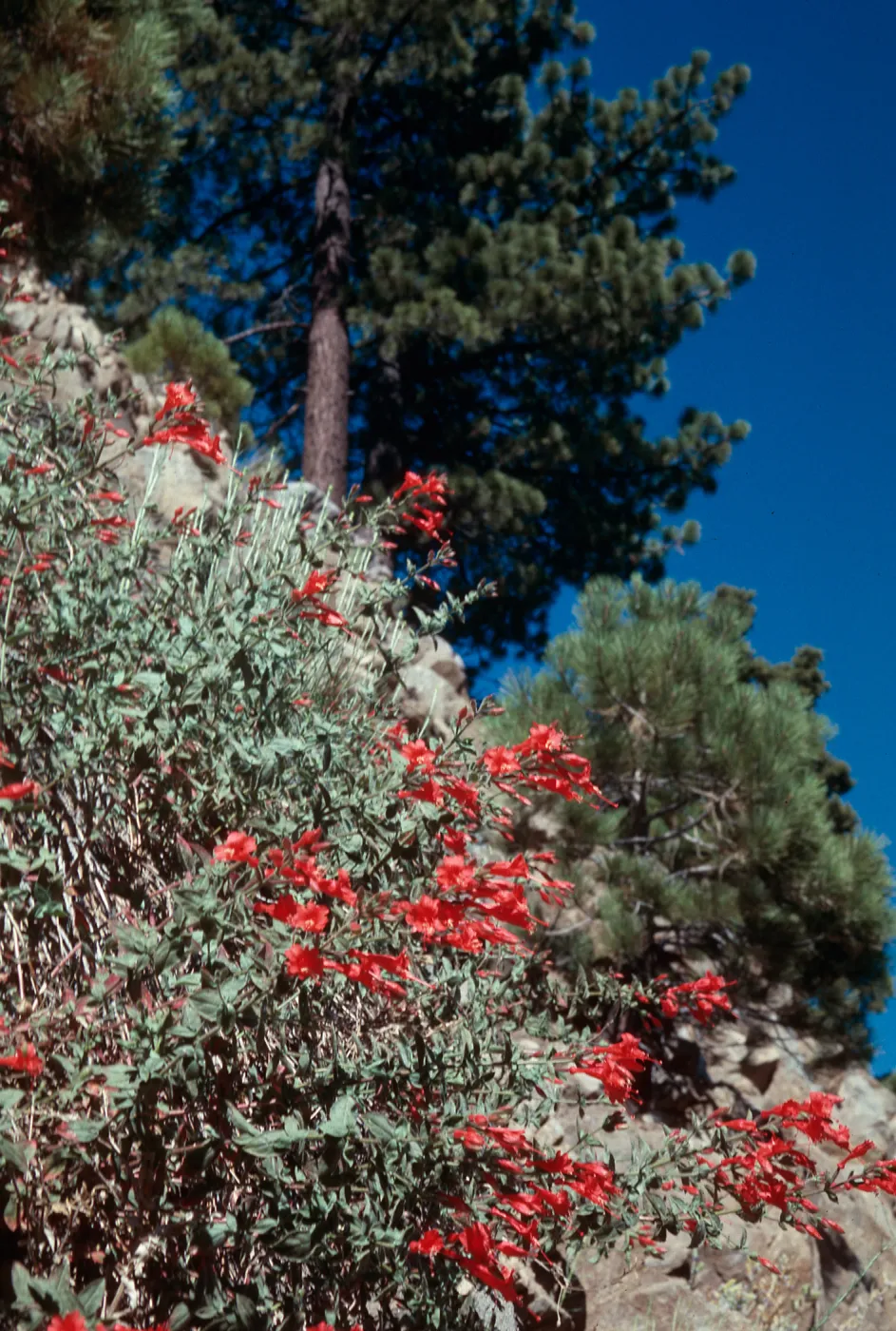 Mt. Pinos