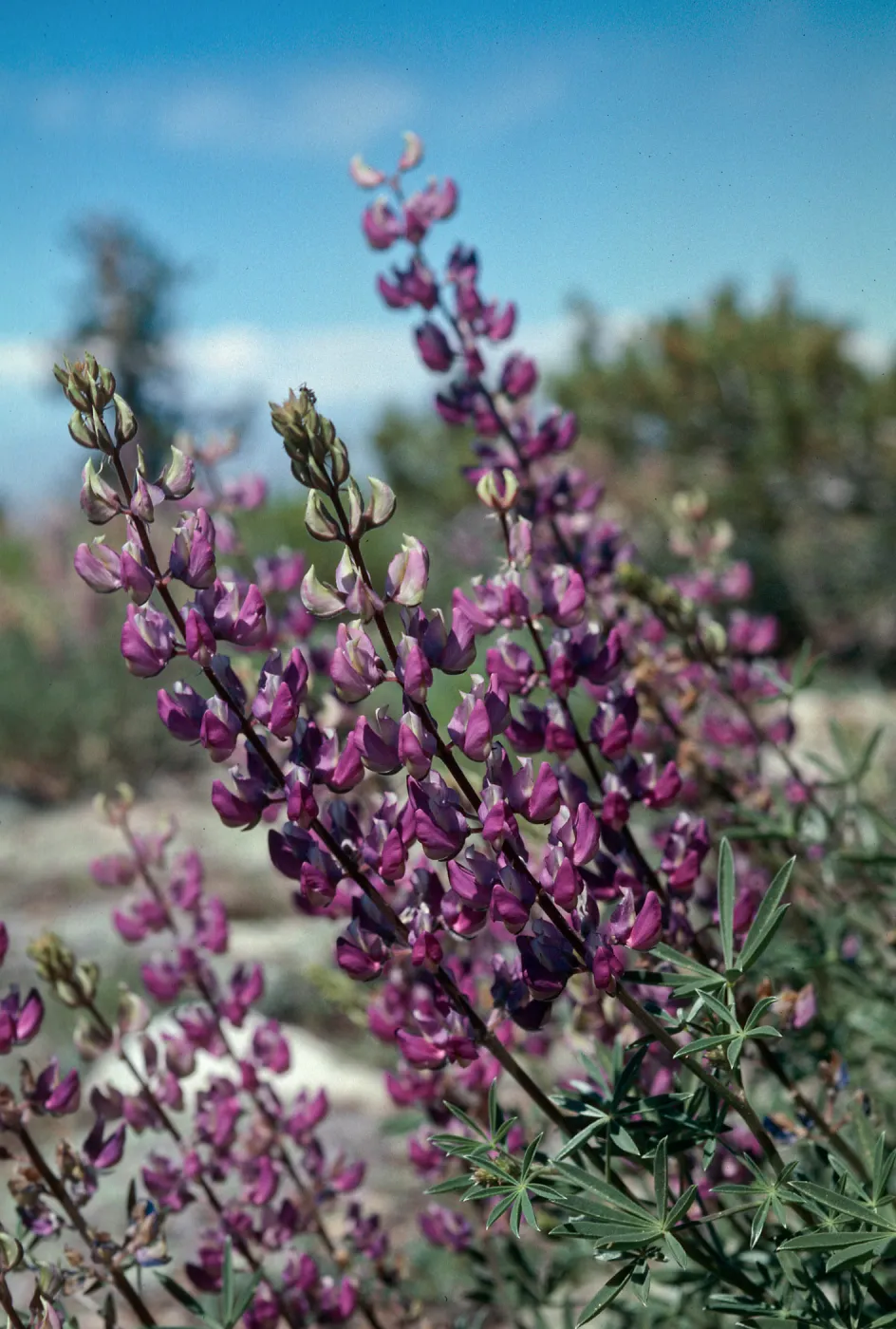 Mt. Pinos (Lupine)