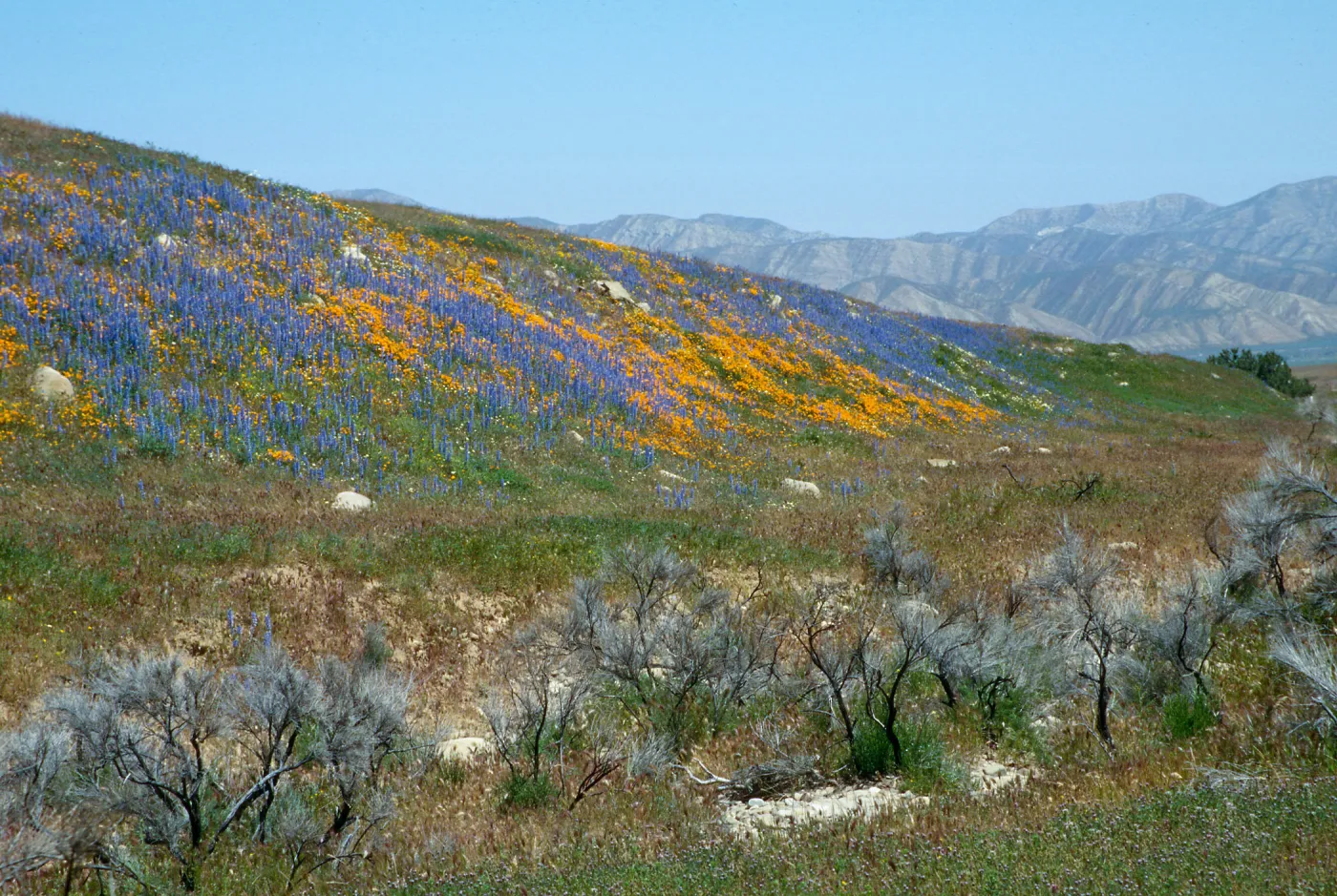Aliso Park Road