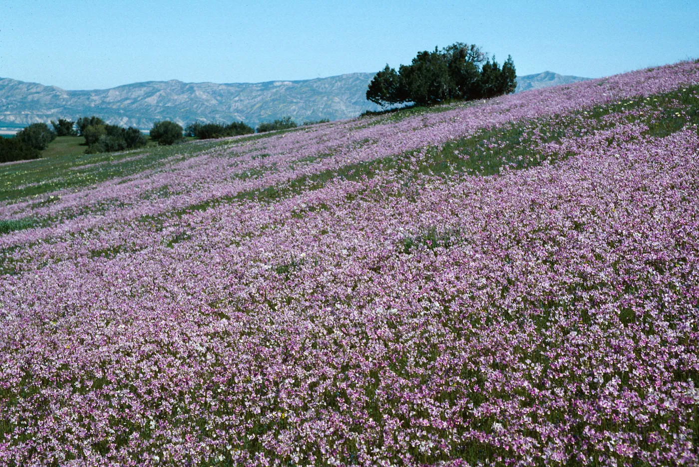 Aliso Canyon, Cuyama