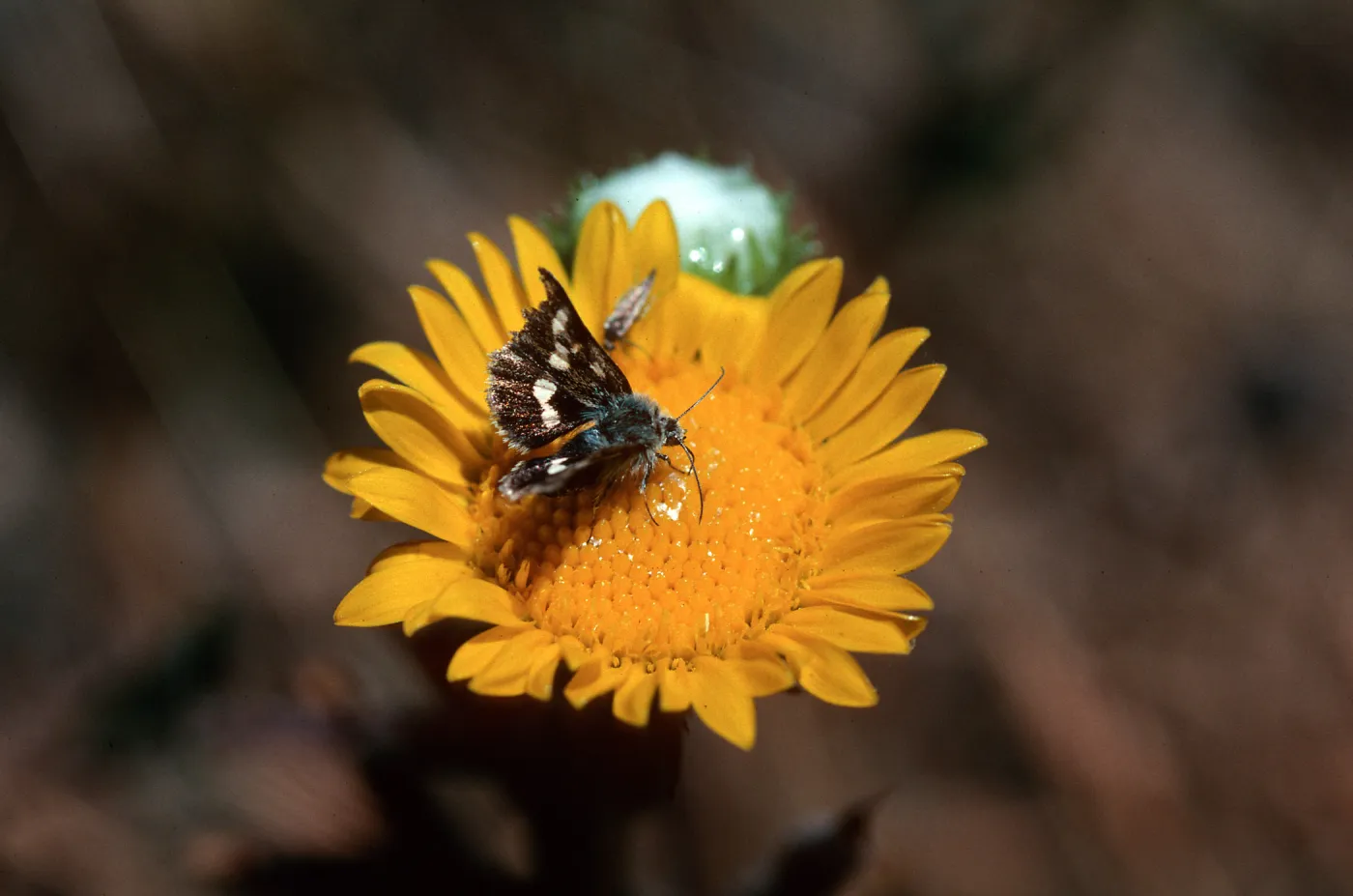 Grindelia camporum, Gum plant, Camp San Luis Obispo