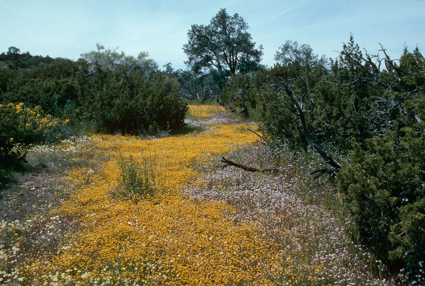 Ballinger Canyon