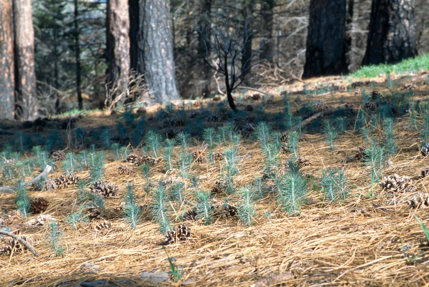 pine seedlings, Marre burn, Figueroa Mountain