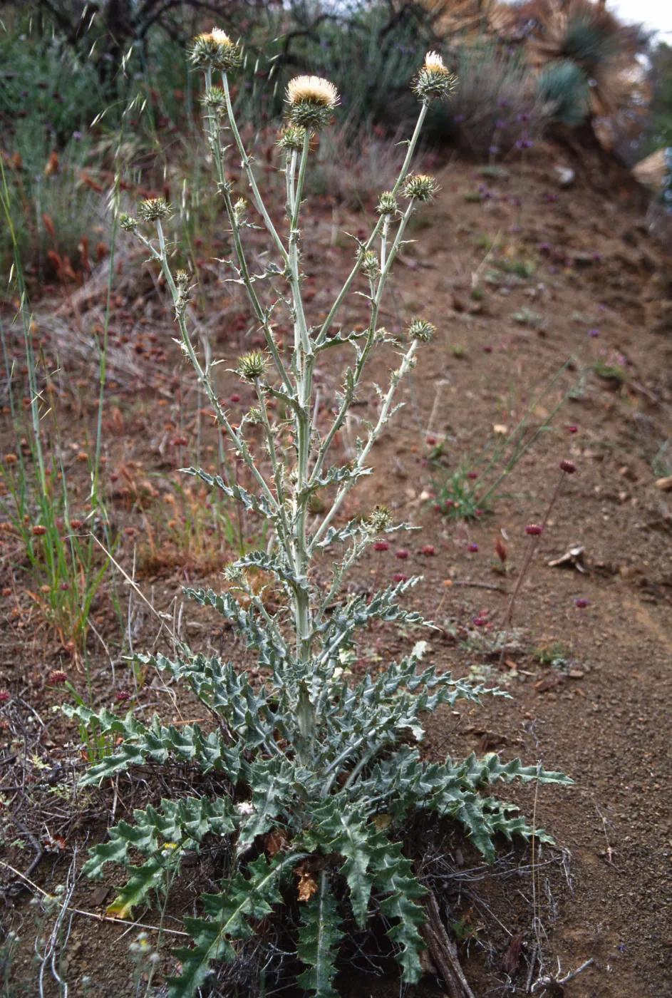 Marre burn, Sunset Valley, Manzana