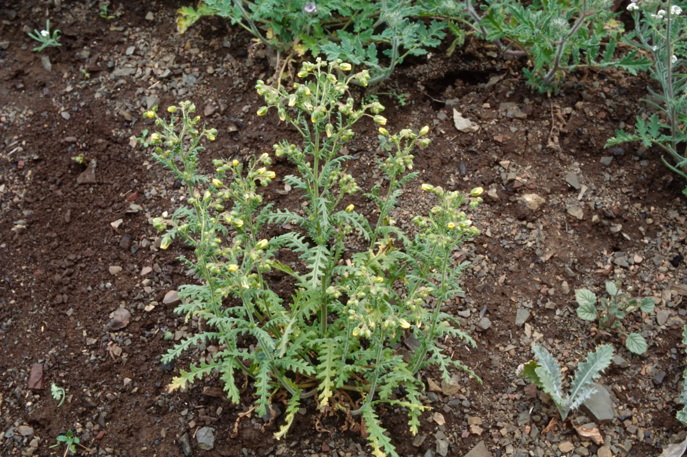 Marre burn, Sunset Valley, Manzana