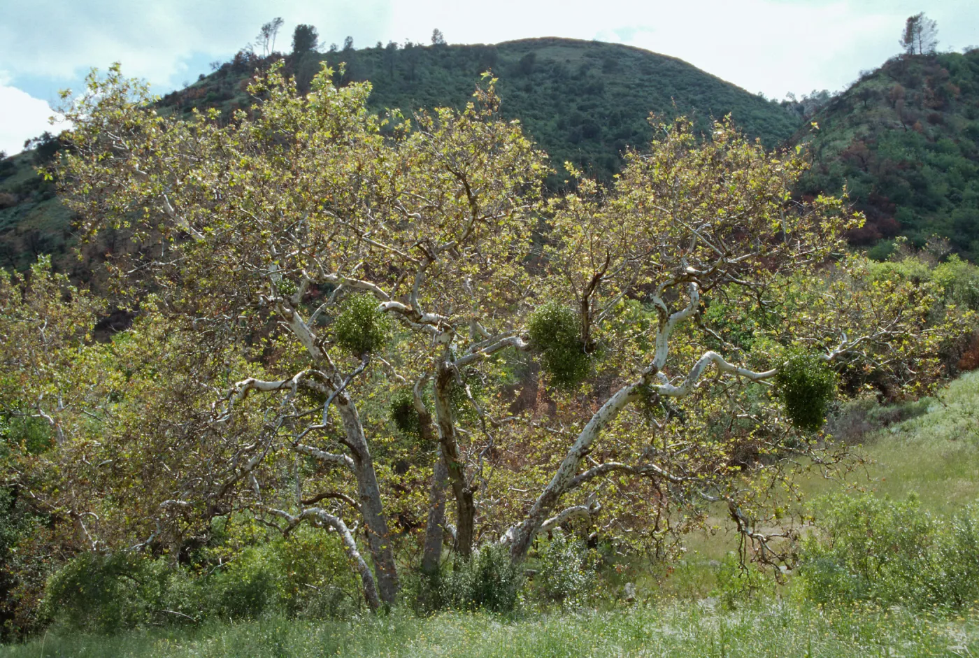 Marre burn, Sunset Valley, Manzana